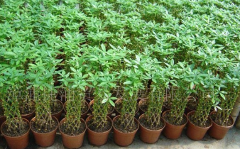 深圳盆栽花卉植物銷售、租賃,園林綠化工程設(shè)計(jì)、施工