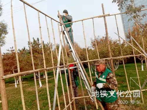 綠化養(yǎng)護(hù)靚風(fēng)景 樹木涂白換新裝 園林中心全面開展冬季綠化養(yǎng)護(hù)防寒工作
