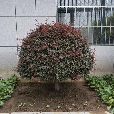 園林綠化 施工養(yǎng)護(hù)設(shè)計(jì)苗木果樹草坪別墅草坪樹墻綠籬