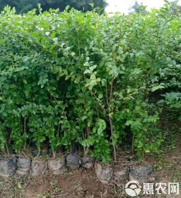 小葉女貞 小葉女貞苗 陜西小葉女貞樹苗 基地批發(fā) 直銷價格