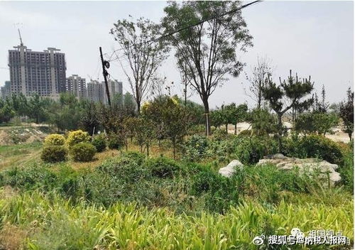 河北大名一千余萬(wàn)景觀綠化工程先施工后招標(biāo)