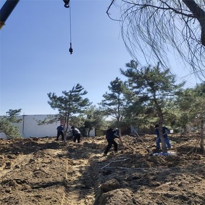 品質(zhì)優(yōu)園林綠化施工養(yǎng)護(hù)工程 速度快效率高服務(wù)好